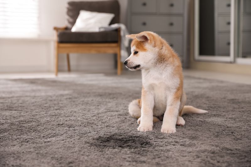 Pet Stain Carpet Repair in Littleton, CO